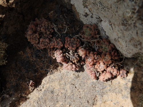 Aichryson tortuosum (Aichryson tortuosum)