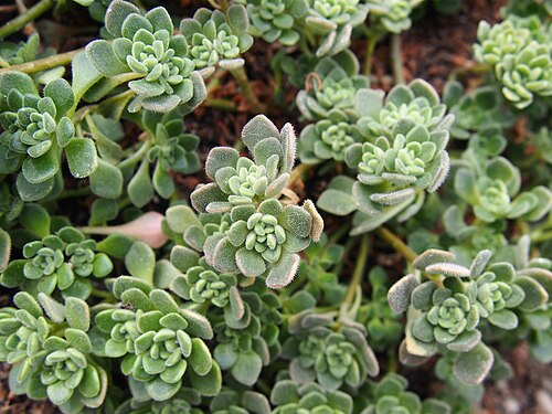 Aichryson tortuosum: Aichryson tortuosum , plants cultivated in Wrocław University Botanical Garden, Wrocław, Poland.