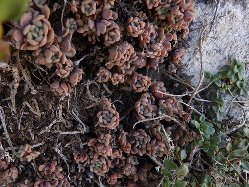 Aichryson tortuosum (Aichryson tortuosum)