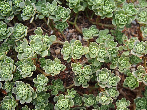 Aichryson tortuosum: Aichryson tortuosum , plants cultivated in Wrocław University Botanical Garden, Wrocław, Poland.