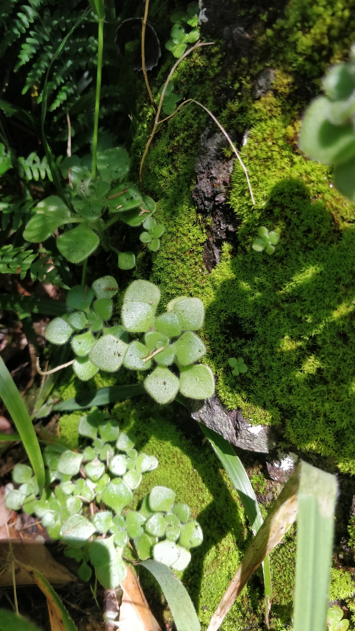 Aichryson villosum: Aichryson villosum