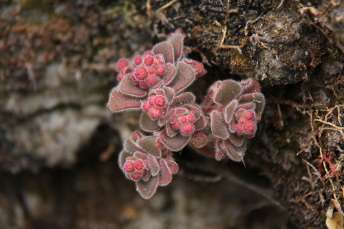 Aichryson villosum (Aichryson villosum)