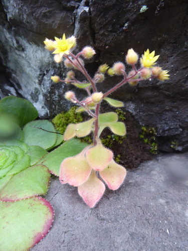 Aichryson villosum (Aichryson villosum)