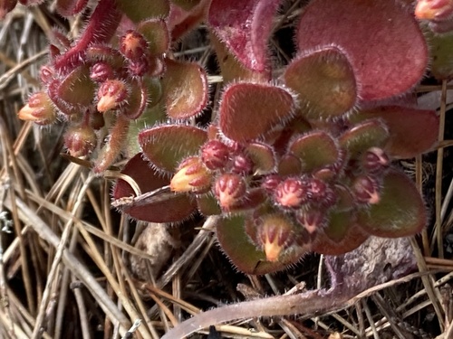 Aichryson villosum (Aichryson villosum)