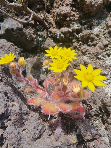 Aichryson villosum (Aichryson villosum)