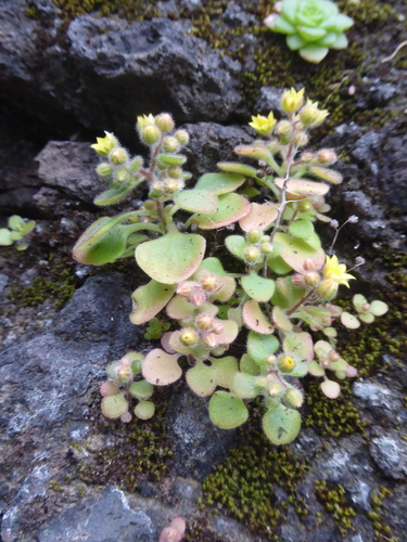 Aichryson villosum (Aichryson villosum)
