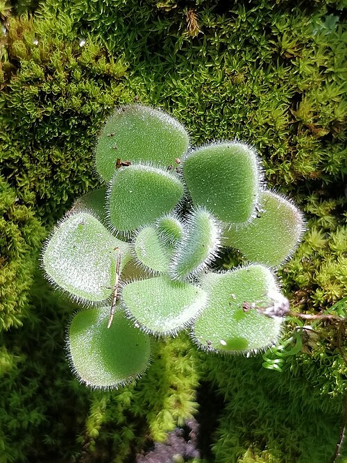 Aichryson villosum: Aichryson villosum