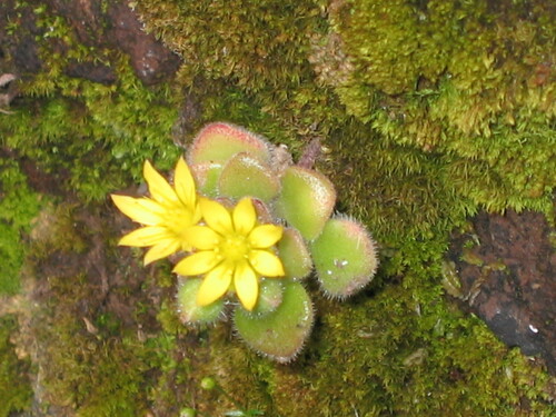 Aichryson villosum (Aichryson villosum)