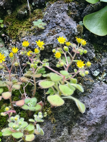 Aichryson villosum (Aichryson villosum)