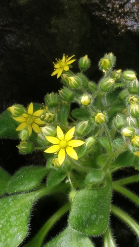 Aichryson villosum (Aichryson villosum)