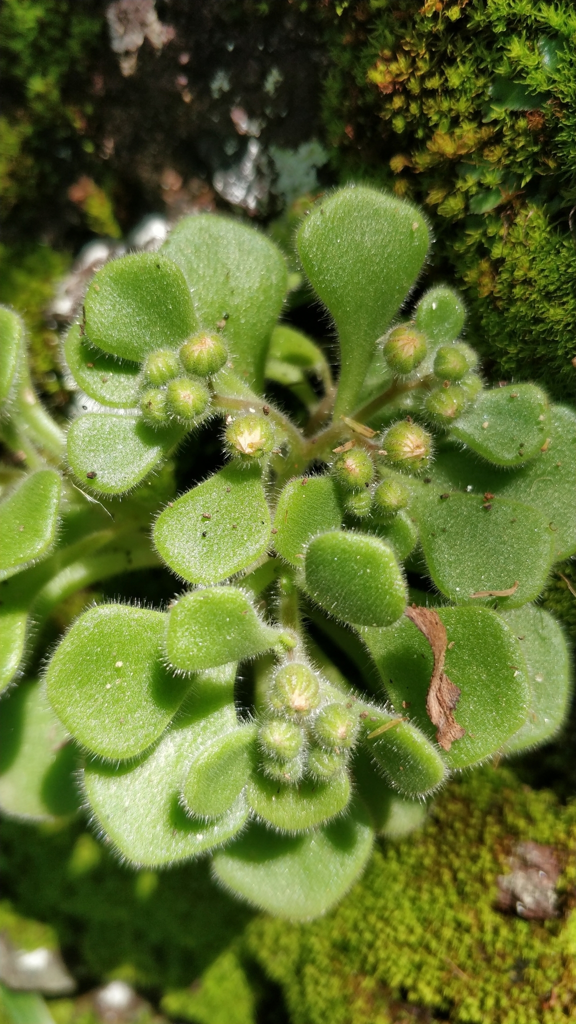 Aichryson villosum: Aichryson villosum