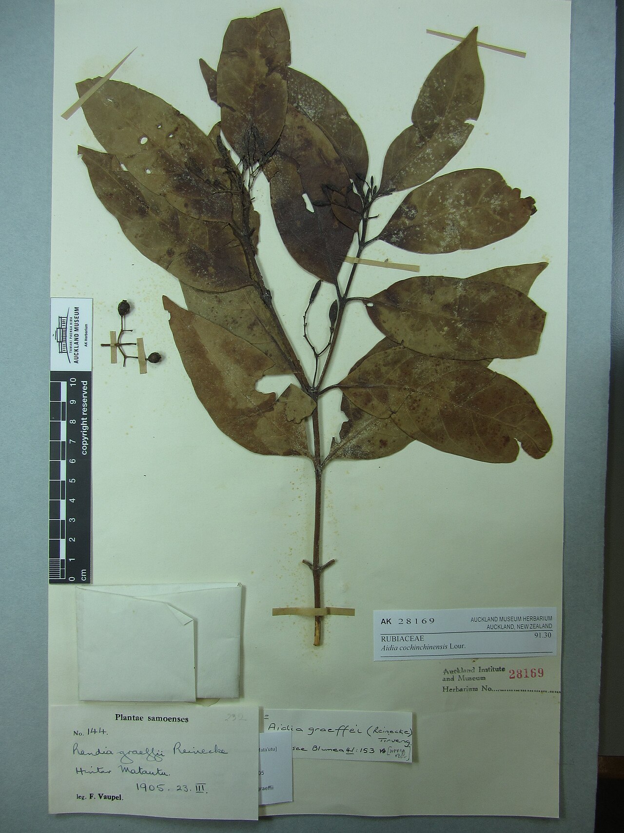 Aidia cochinchinensis (Aidia cochinchinensis)