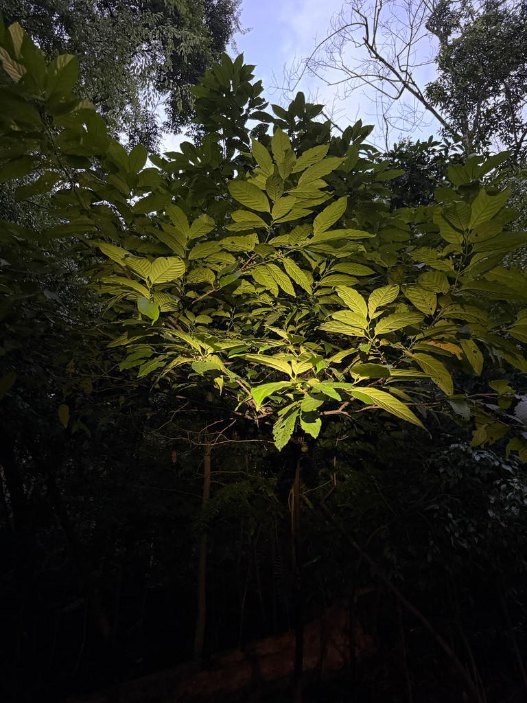 Aidia densiflora (Aidia densiflora)