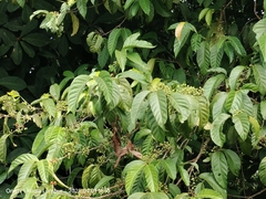 Aidia densiflora (Aidia densiflora)