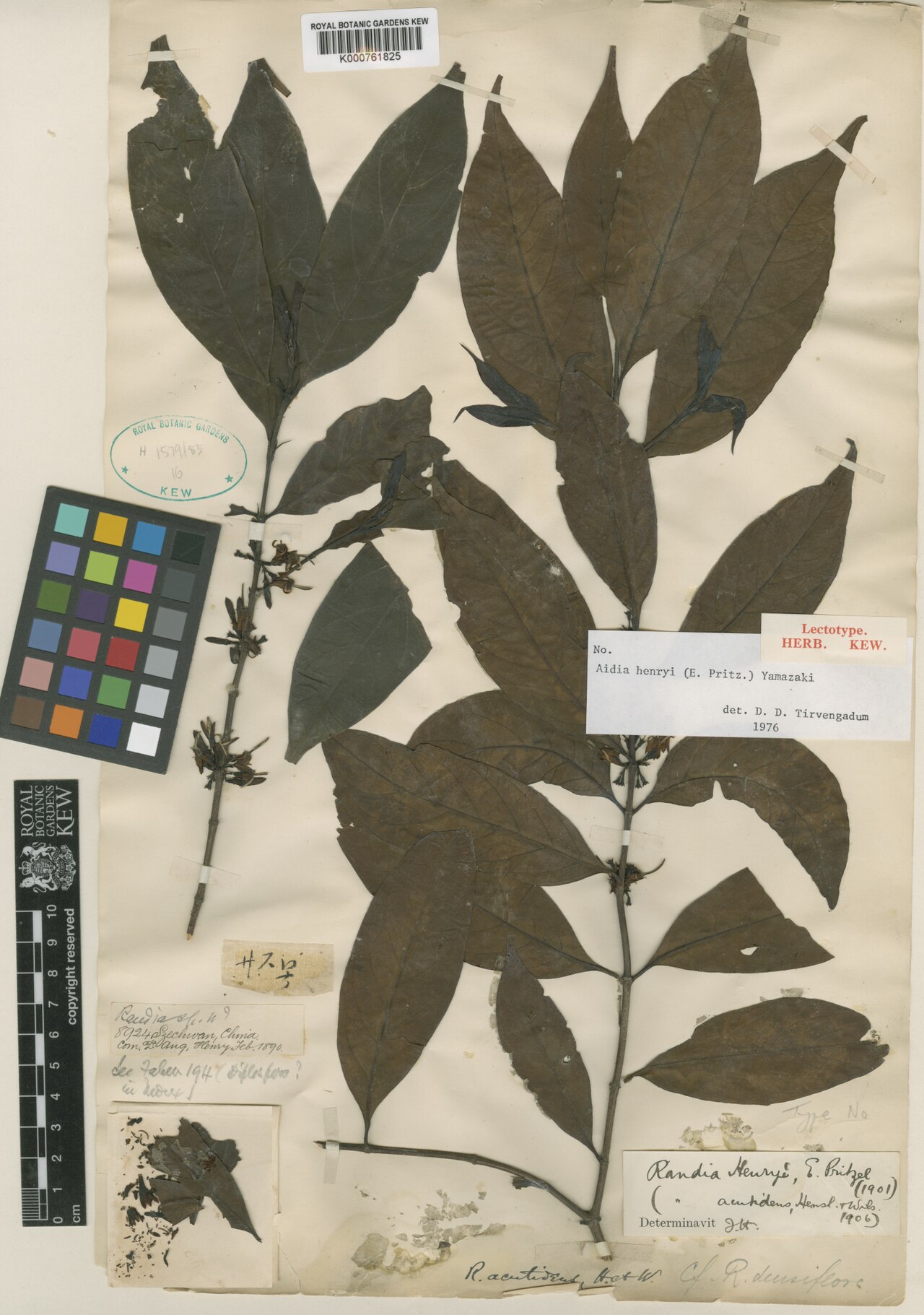 Aidia henryi: Lectotype of Aidia henryi (E.Pritz.) T.Yamaz. , designated by Tirvengadum & Sastre (1986: 270) Collector: A. Henry Collector no: 8924 Collection Date: February