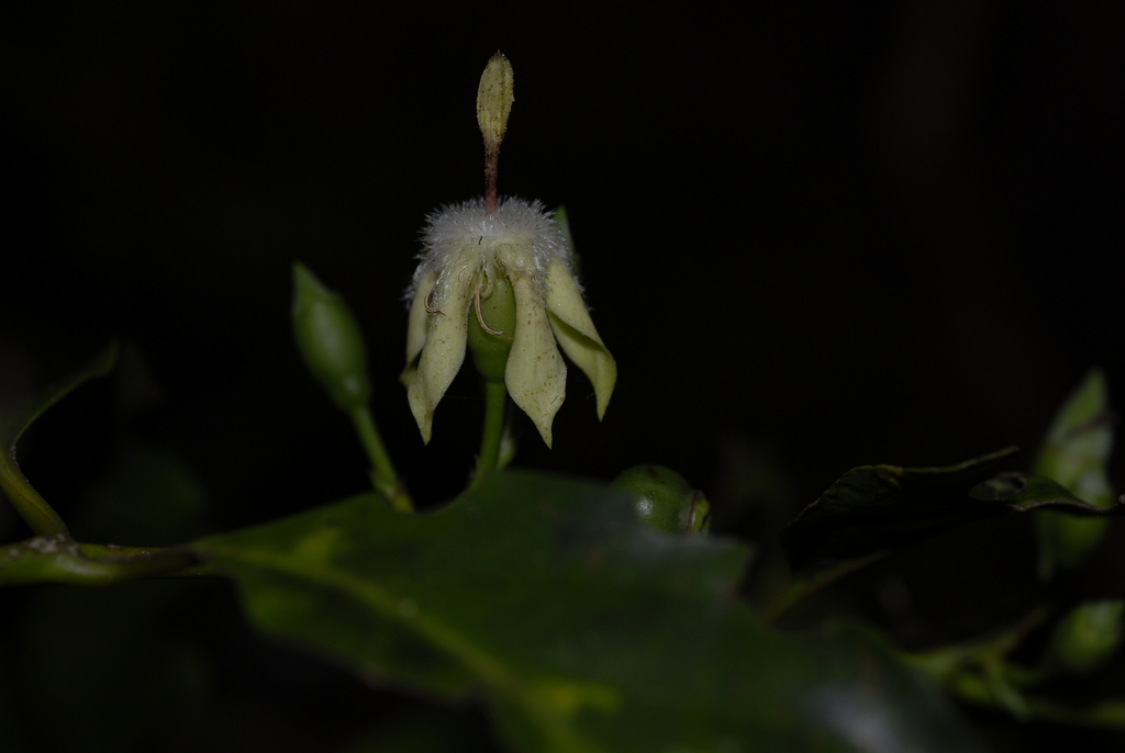 Aidia micrantha (Aidia micrantha)