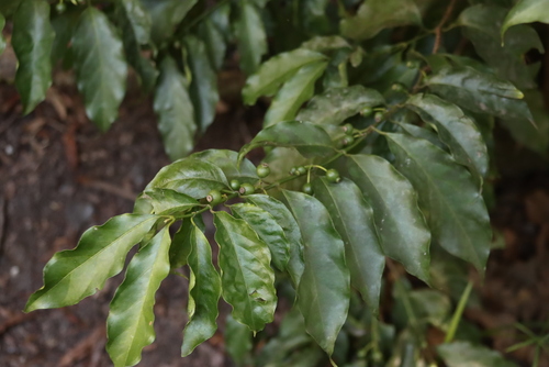 Aidia micrantha (Aidia micrantha)
