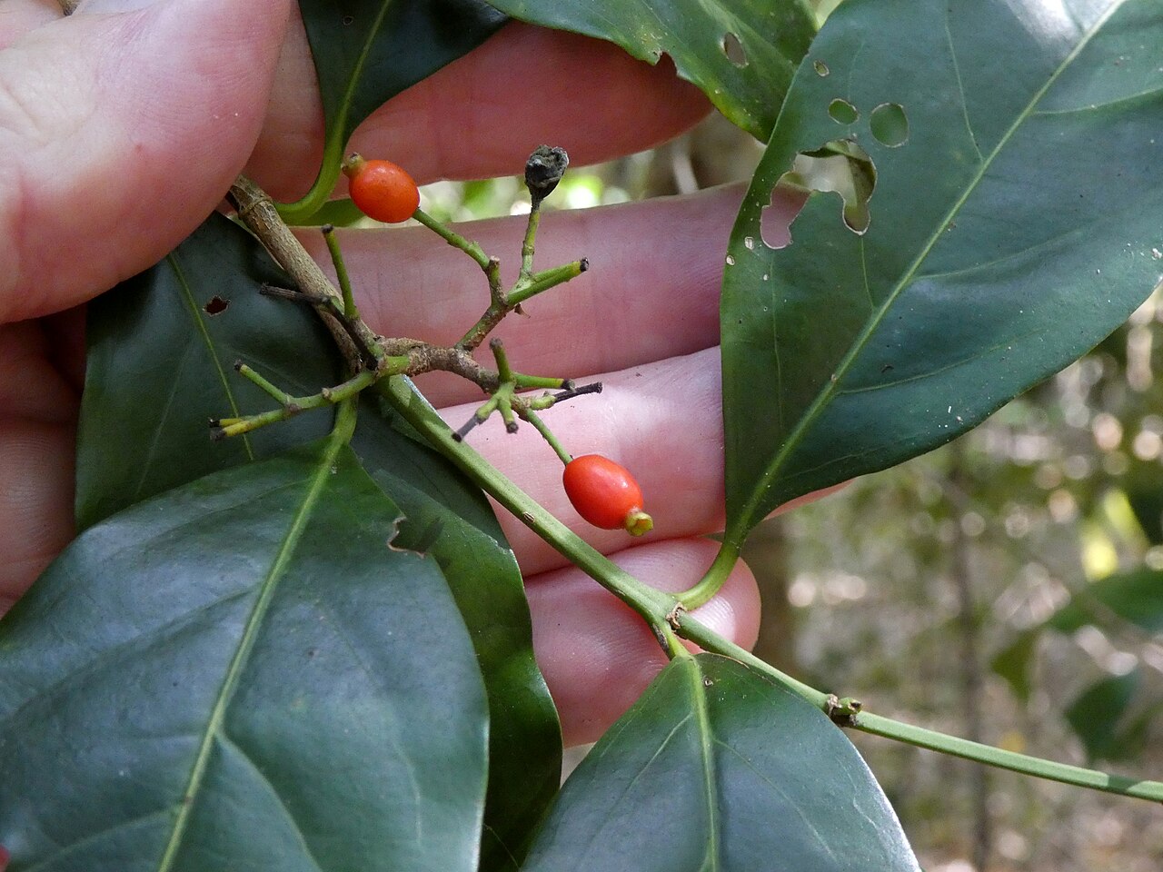 Archer cherry: Aidia racemosa in beach forest in Cairns, Queensland