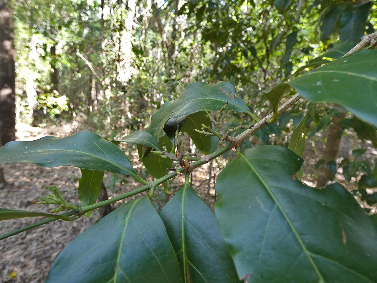 Archer cherry: Aidia racemosa in beach forest in Cairns, Queensland