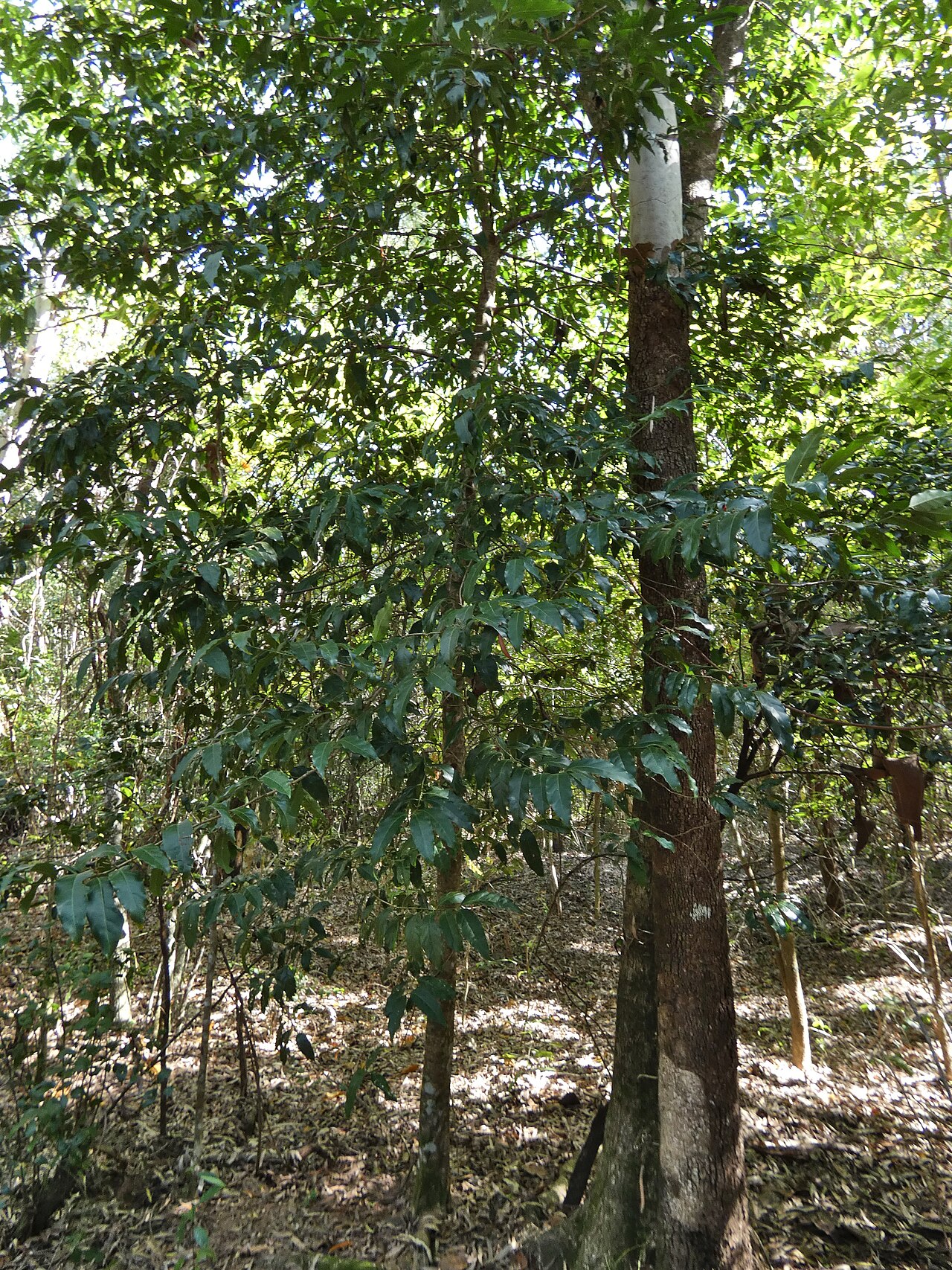 Archer cherry: Aidia racemosa in beach forest in Cairns, Queensland