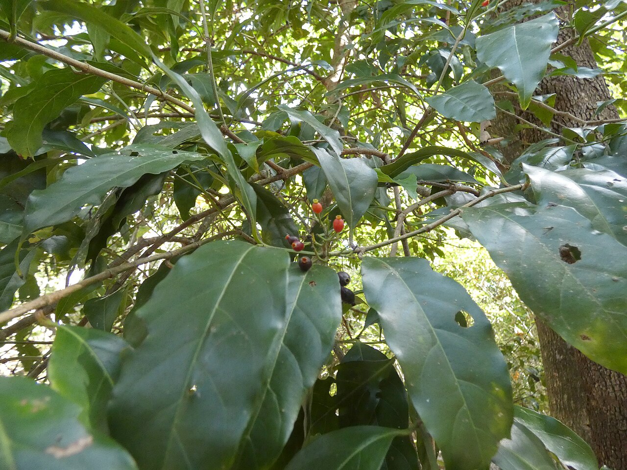 Archer cherry: Aidia racemosa in beach forest in Cairns, Queensland