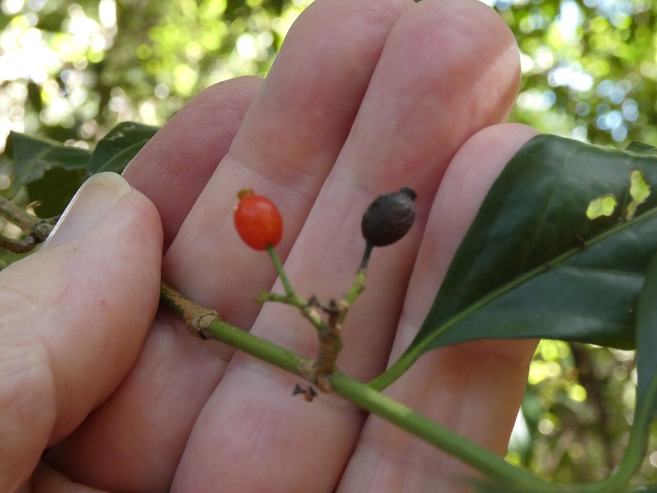 Archer cherry: Aidia racemosa in beach forest in Cairns, Queensland