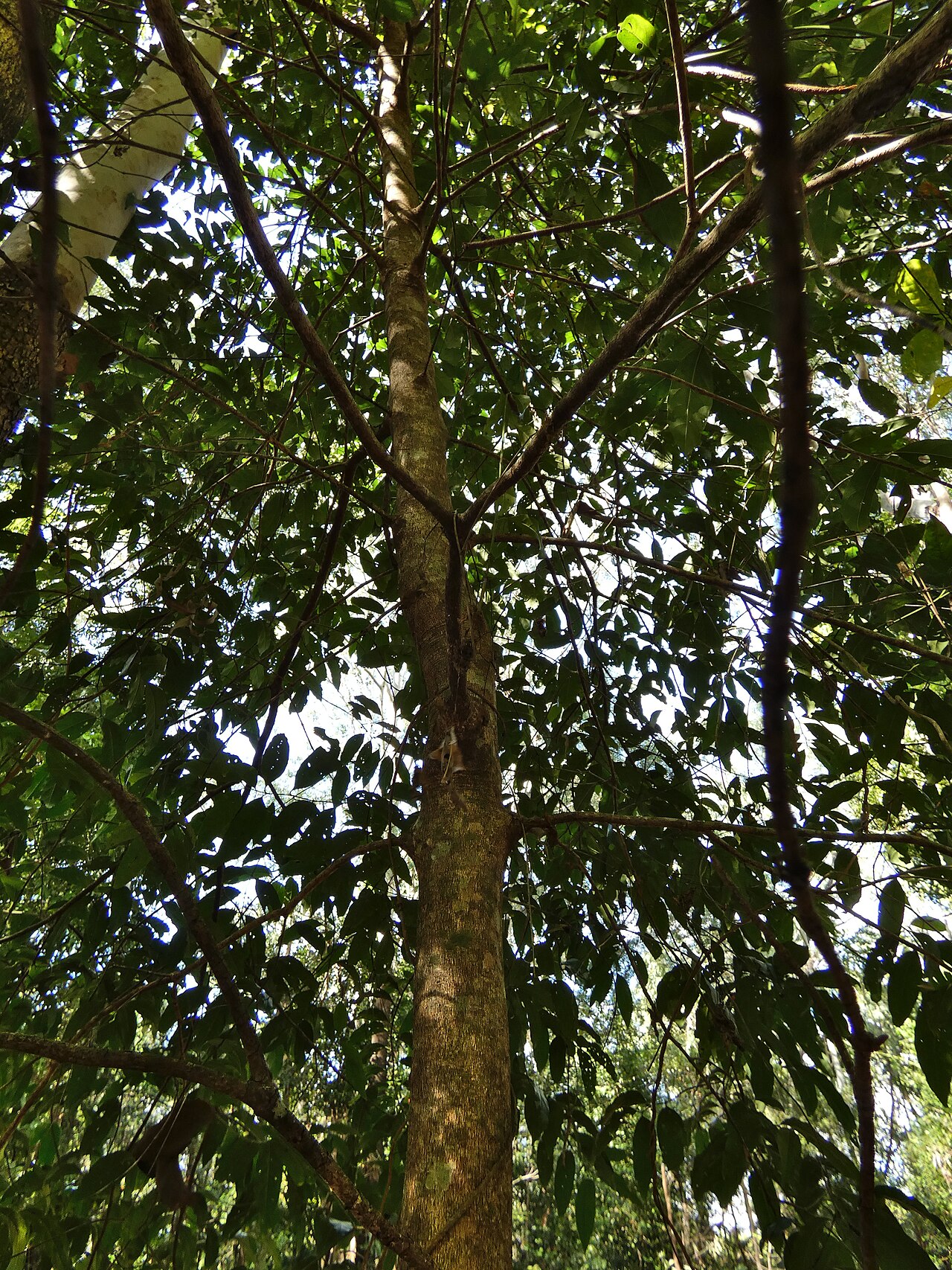 Archer cherry: Aidia racemosa in beach forest in Cairns, Queensland