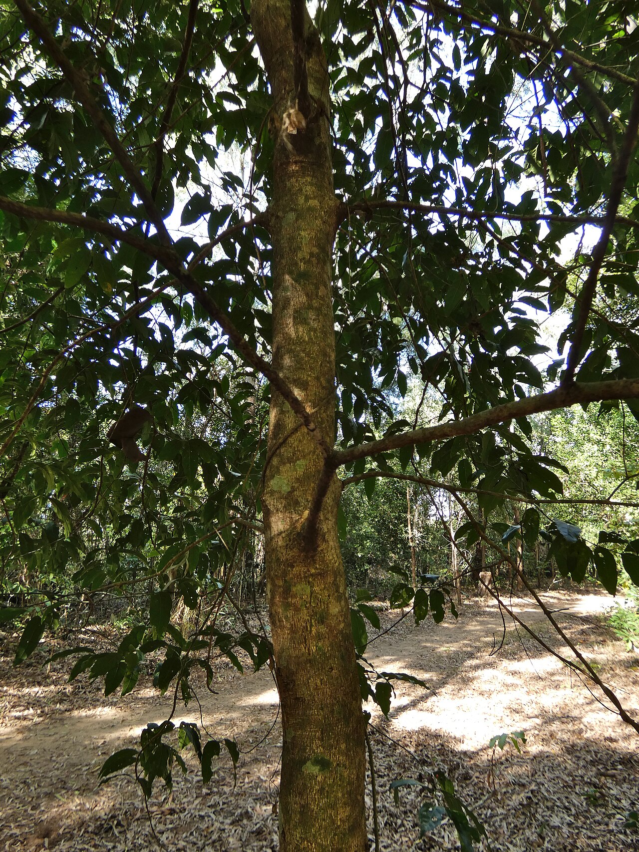 Archer cherry: Aidia racemosa in beach forest in Cairns, Queensland