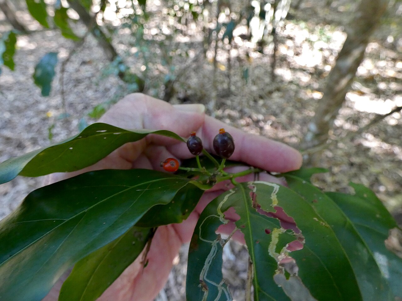 Archer cherry: Aidia racemosa in beach forest in Cairns, Queensland