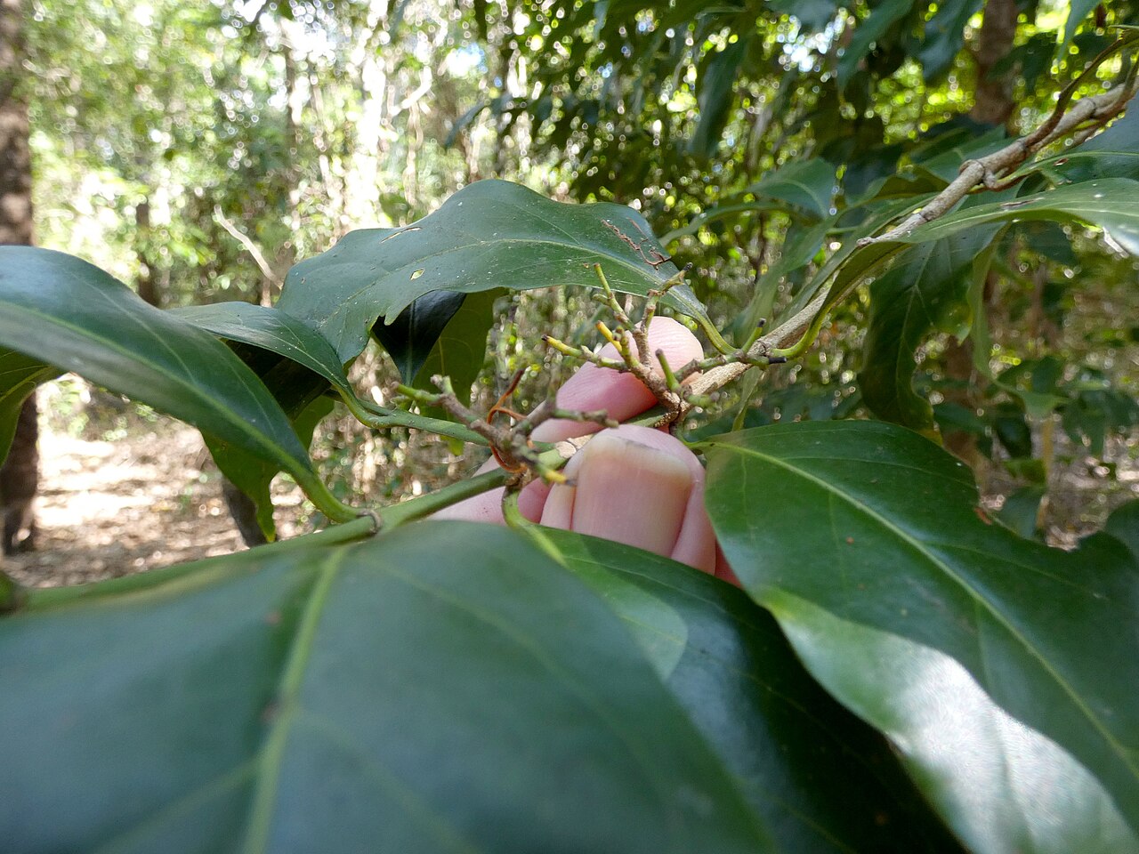 Archer cherry: Aidia racemosa in beach forest in Cairns, Queensland