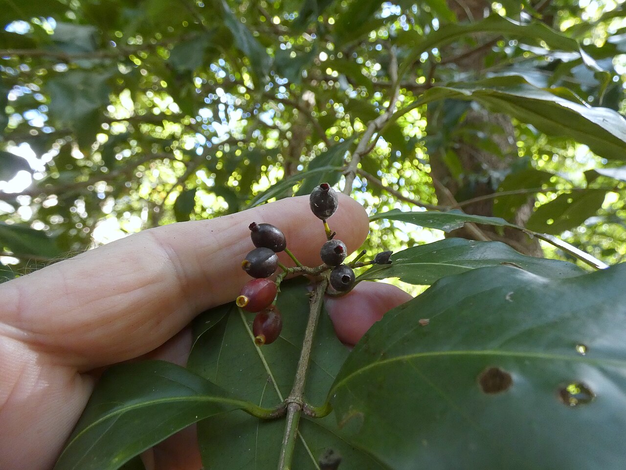 Archer cherry: Aidia racemosa in beach forest in Cairns, Queensland