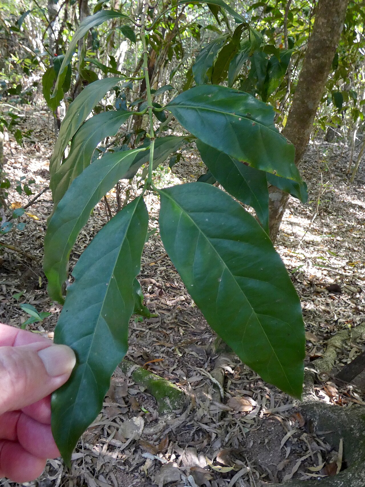 Archer cherry: Aidia racemosa in beach forest in Cairns, Queensland