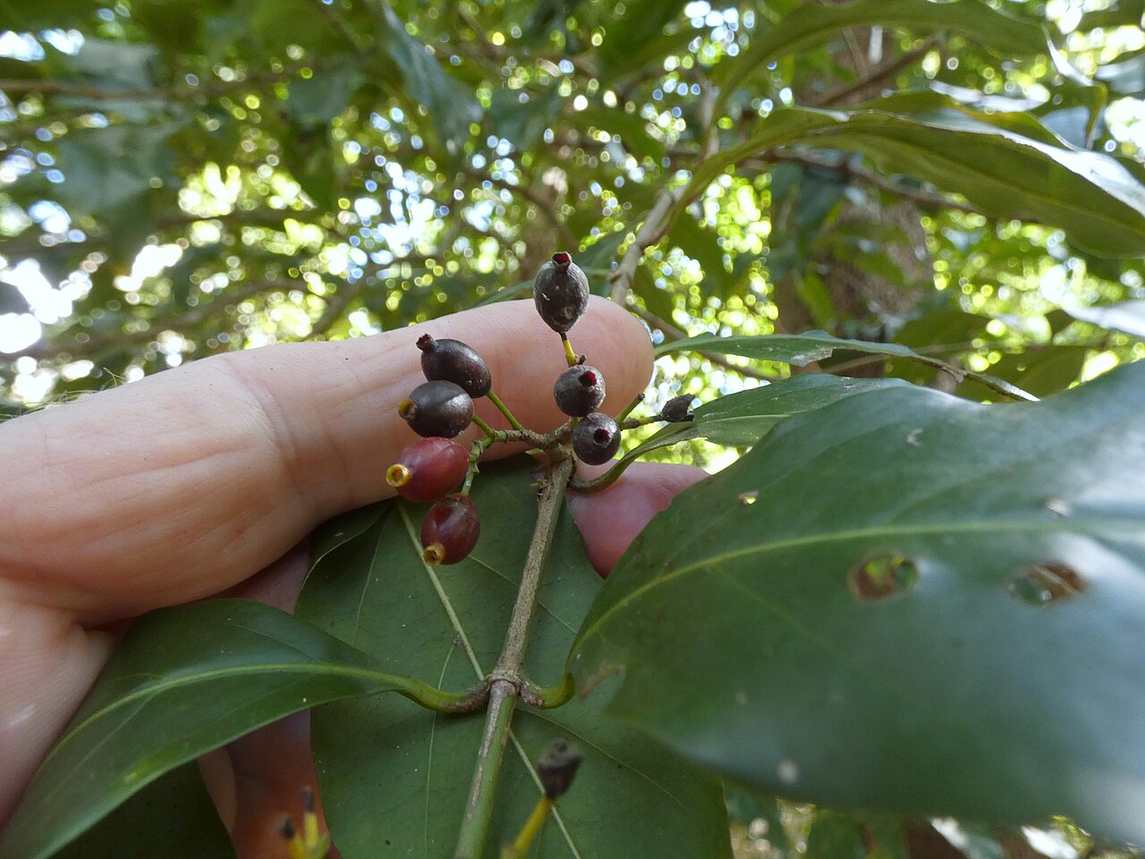 Archer cherry: Aidia racemosa in beach forest in Cairns, Queensland