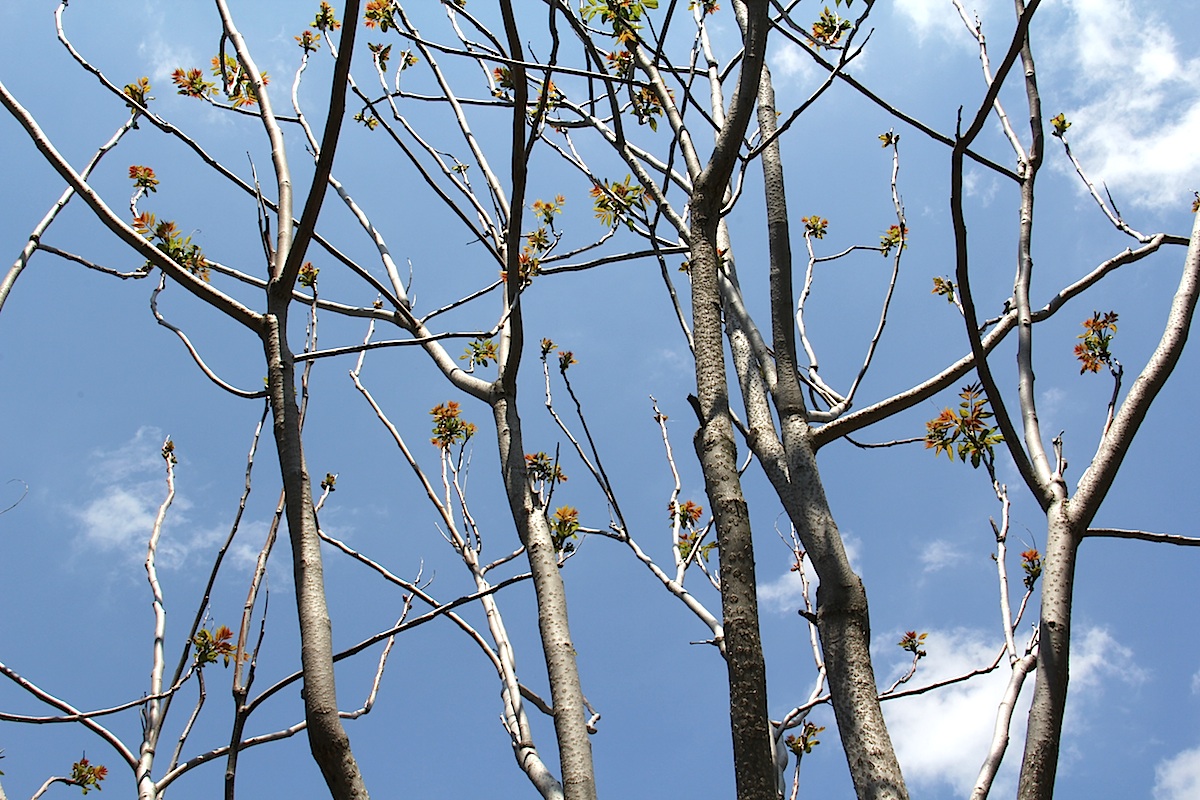 Tree of heaven: Ailanthus altissima