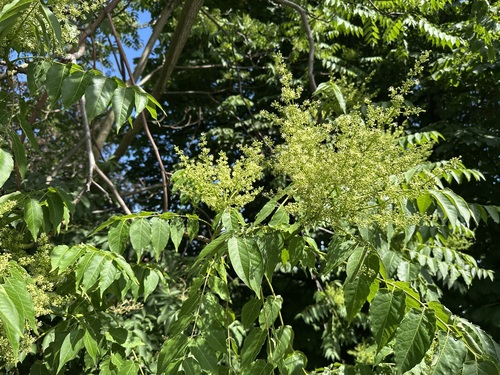 Tree of heaven (Ailanthus altissima)