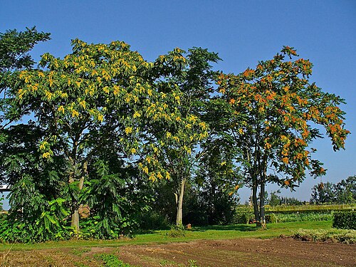 Tree of heaven: Ailanthus altissima , Simaroubaceae, Tree of Heaven, Ailanthus, habitus.