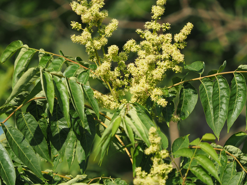Tree of heaven (Ailanthus altissima)