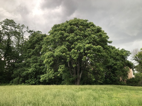 Tree of heaven (Ailanthus altissima)