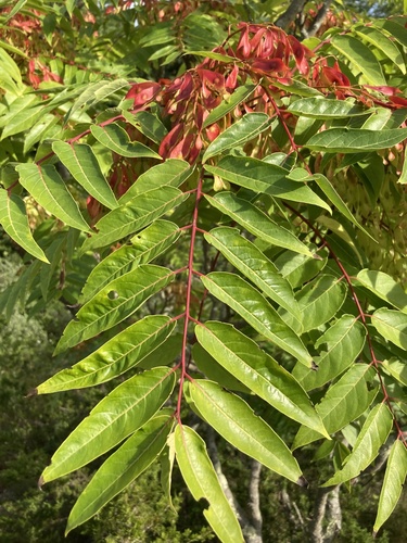 Tree of heaven (Ailanthus altissima)