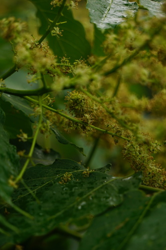 Tree of heaven (Ailanthus altissima)