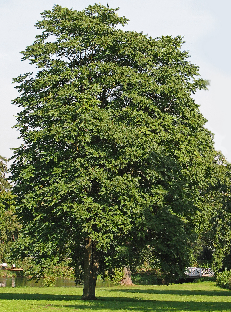 Tree of heaven: Beschreibung : Götterbaum ( Ailanthus altissima ) Fotograf : Dark one , 5. September 2005