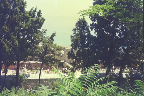 Tree of heaven (Ailanthus altissima)