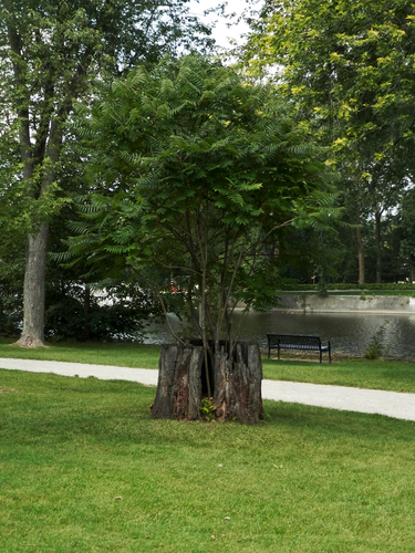 Tree of heaven (Ailanthus altissima)