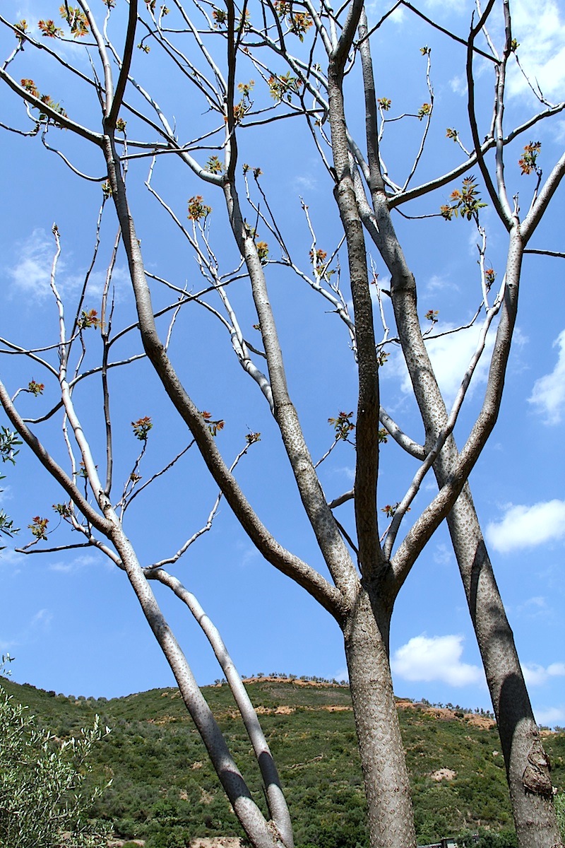 Tree of heaven: Ailanthus altissima
