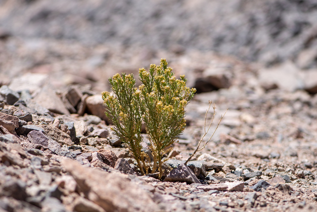 Aimara rollinsii (Aimara rollinsii)