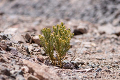 Aimara rollinsii (Aimara rollinsii)
