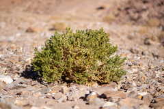 Aimara rollinsii (Aimara rollinsii)
