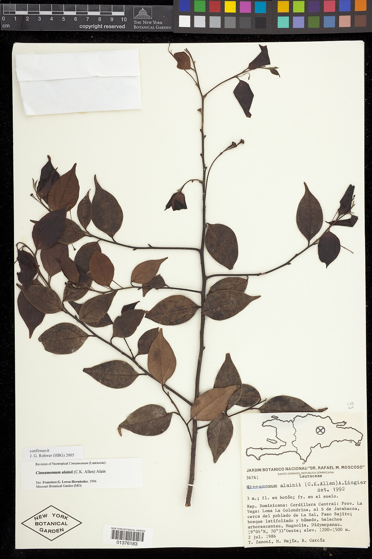 Aiouea alainii: Cinnamomum alainii
