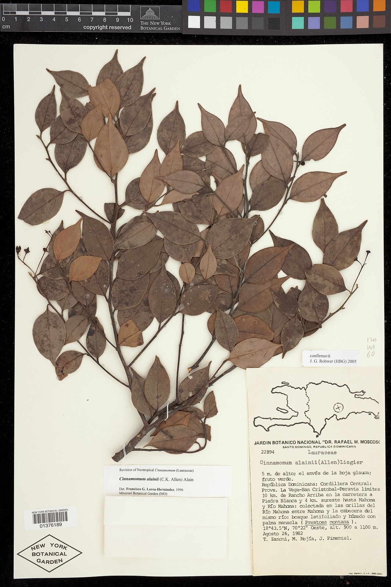 Aiouea alainii: Cinnamomum alainii