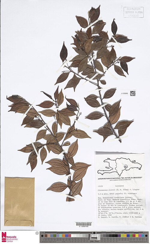 Aiouea alainii: Cinnamomum alainii